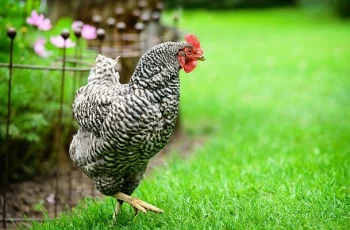 Dominique Chickens: A Timeless American Heritage Breed