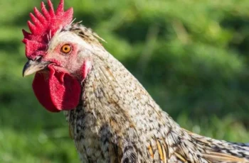 How to Break an Aggressive Rooster: A Comprehensive Guide
